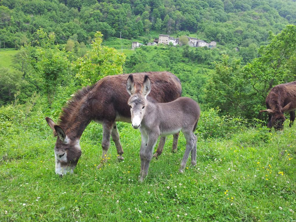 Agriturismo Ca Sonino Bettola  Экстерьер фото
